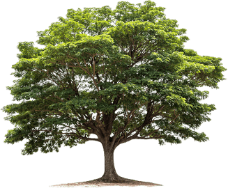 Street Tree PNG