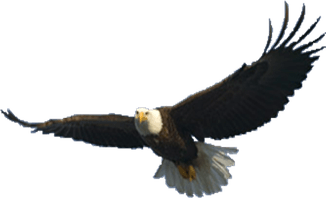Bald Eagle PNG