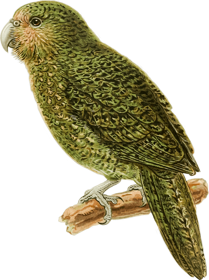 Cute Bird PNG