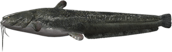 Wels Catfish PNG