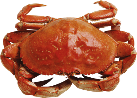 Crab Spiders PNG