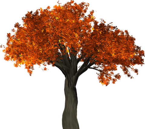 Fall Tree PNG