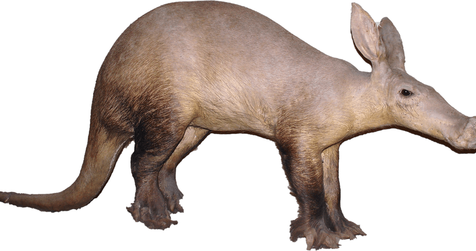 Aardvark PNG