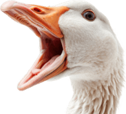 Screaming Bird PNG