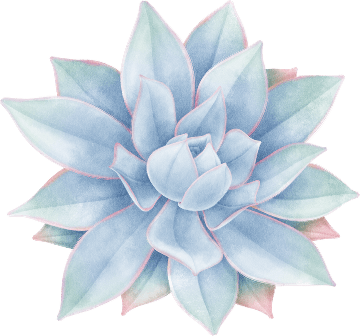 Succulent PNG