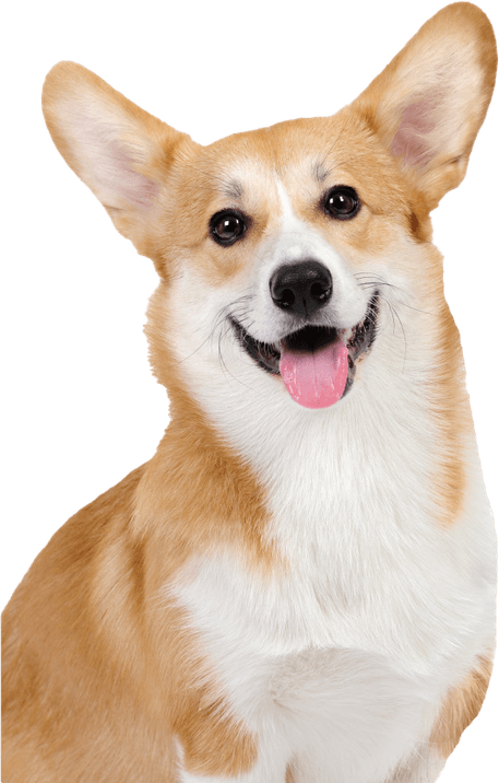 Corgi PNG