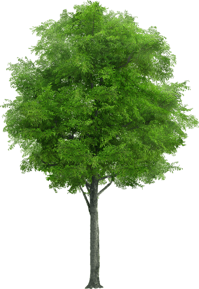 Tree Sticker PNG