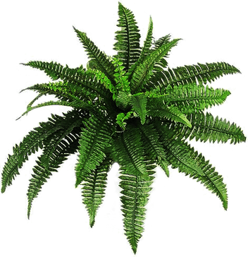 Green Plant PNG