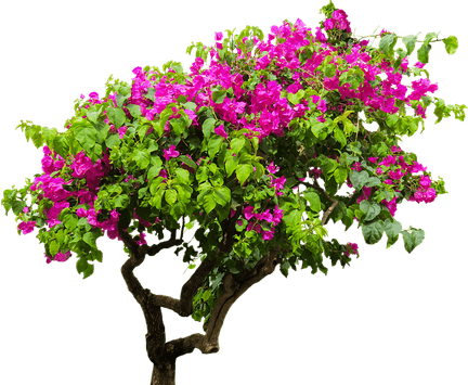Bougainvillea Flower PNG