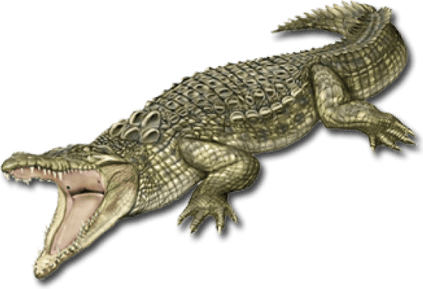 Croc PNG