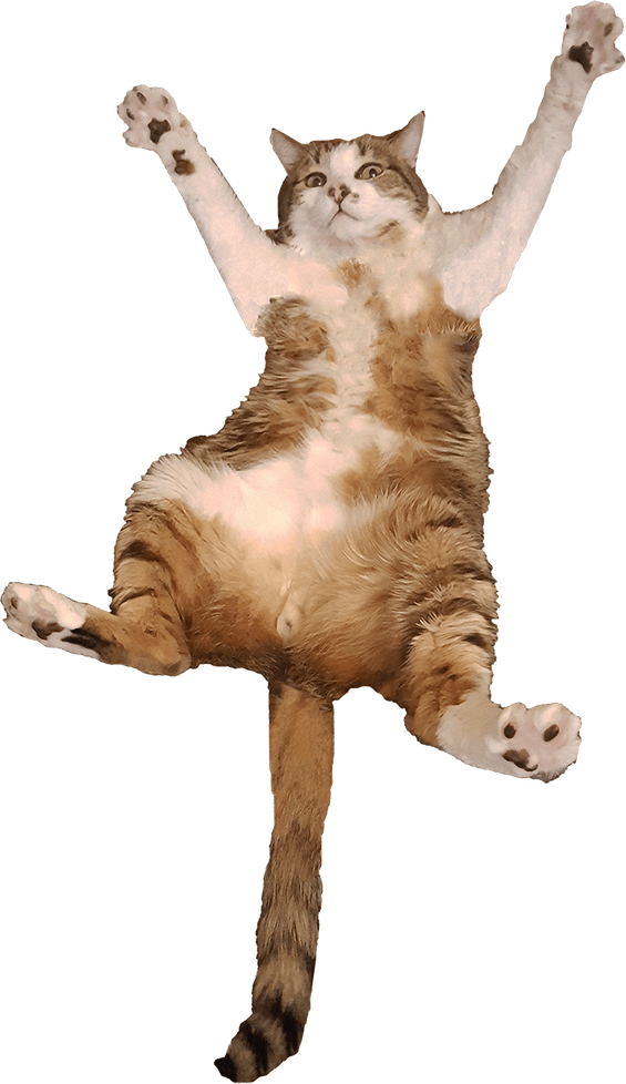 Cat Jumping PNG