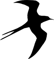 Bird Flying PNG