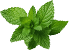 Peppermint PNG