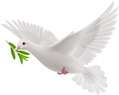 Funeral Dove PNG