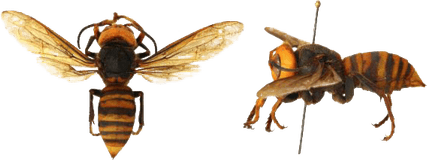 Murder Hornet PNG