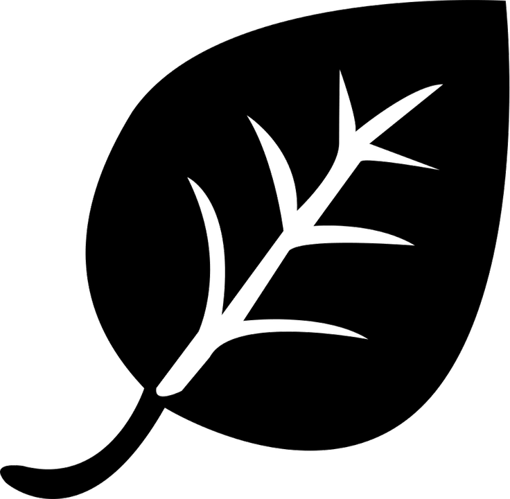 Leaf Black And White PNG