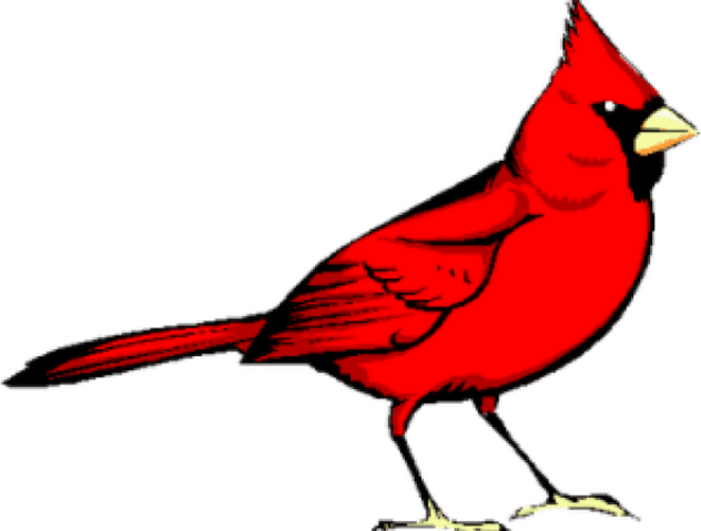 Pied Northern Cardinal PNG