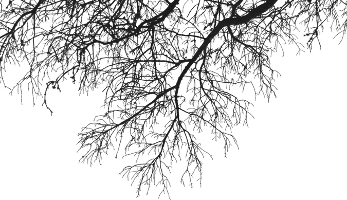 Branch PNG
