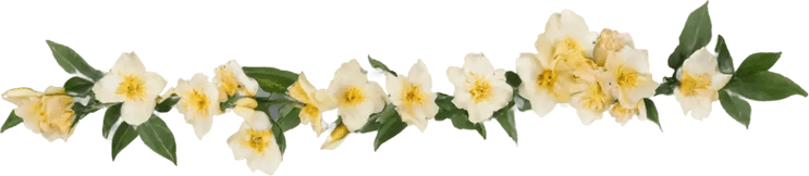 Wildflower Border PNG