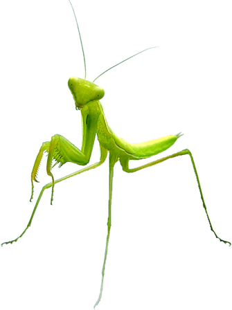 Mantis PNG