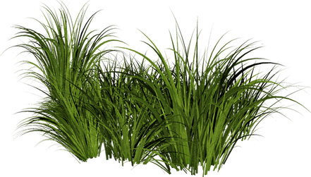 Wild Grass PNG