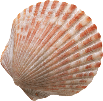 Seashell PNG