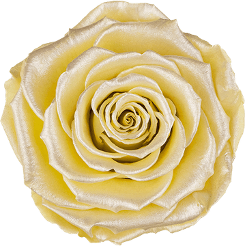 Pastel Yellow Flower PNG