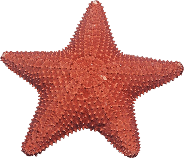 Starfish PNG
