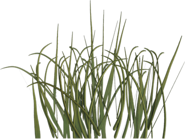 Grass Texture PNG