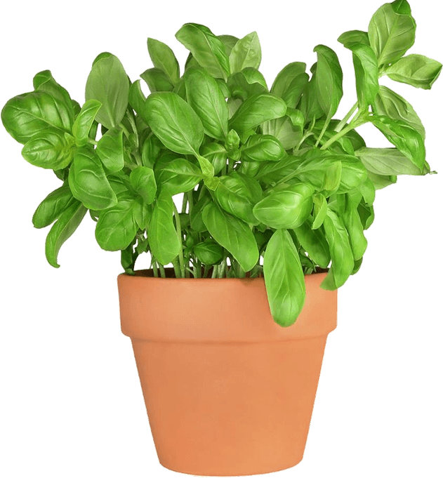 Basil Leaf PNG