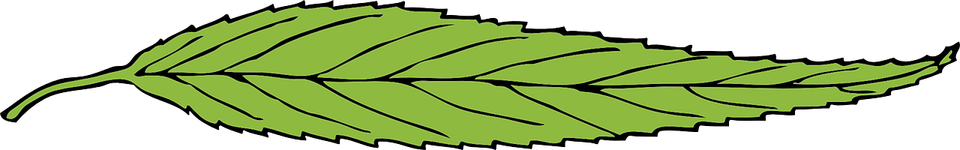 Green Leaf PNG