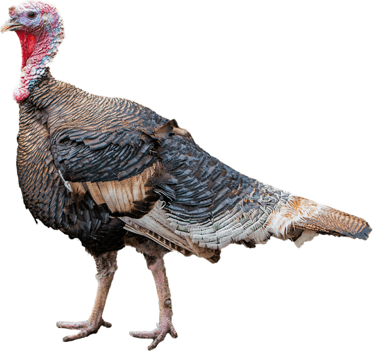 Turkeys PNG
