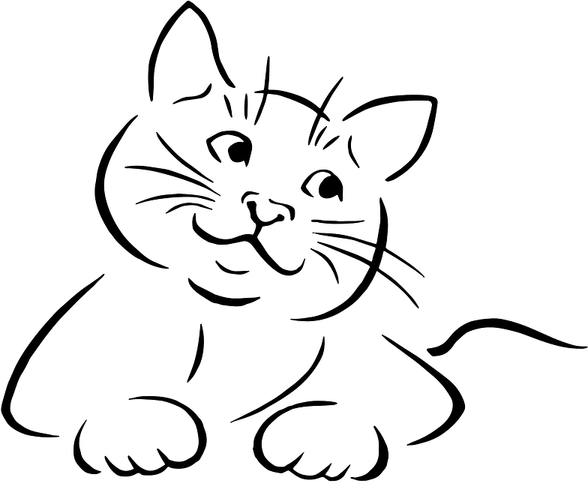 Funny Cat PNG