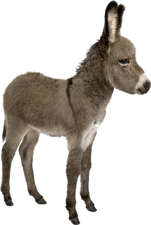 Donkey PNG