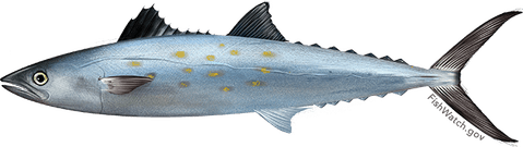 Atlantic Mackerel PNG