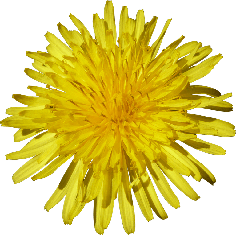 Dandelion PNG