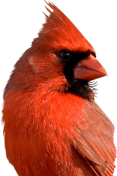 Cardinal PNG