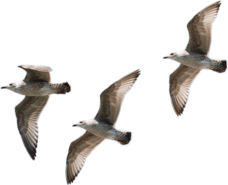 Ocean Birds PNG