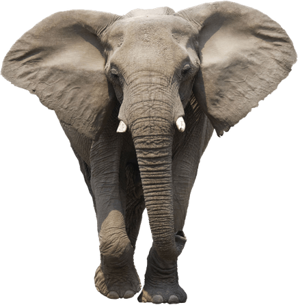 Elephant PNG