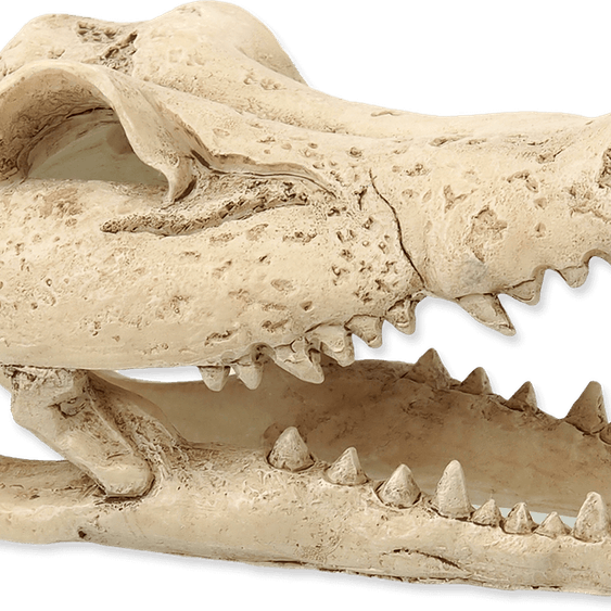 Crocodile Skull PNG