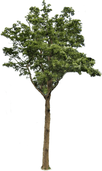 Tall Tree PNG