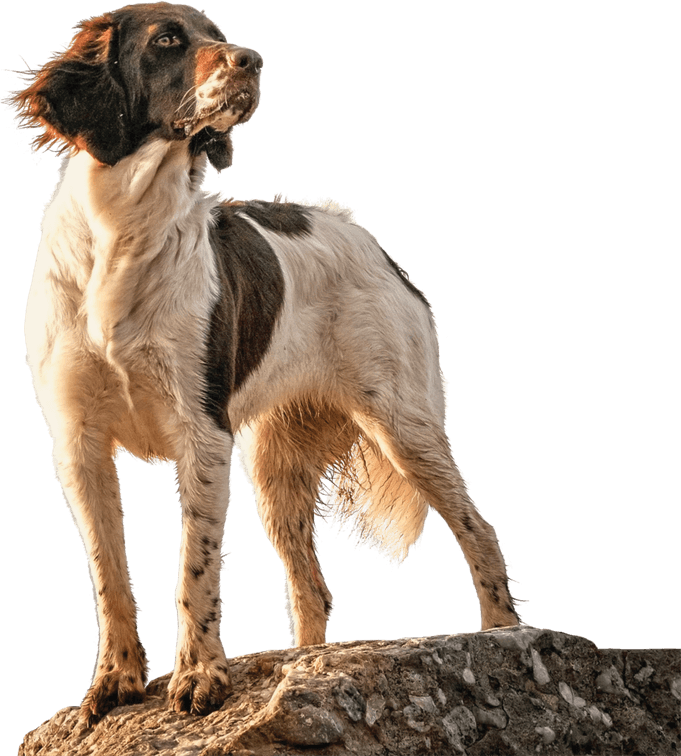Hunting Dog PNG