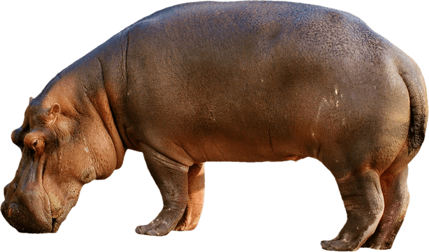 Mammal PNG