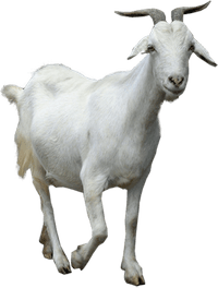 Goat PNG