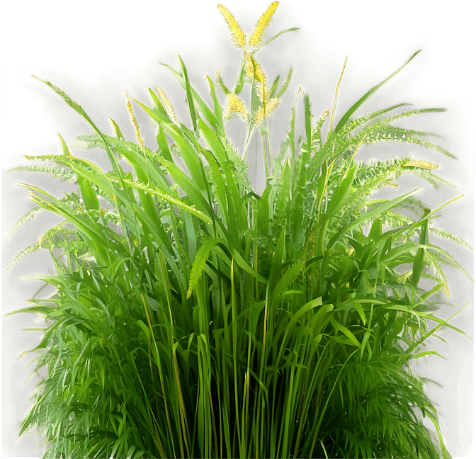 Wild Grass PNG