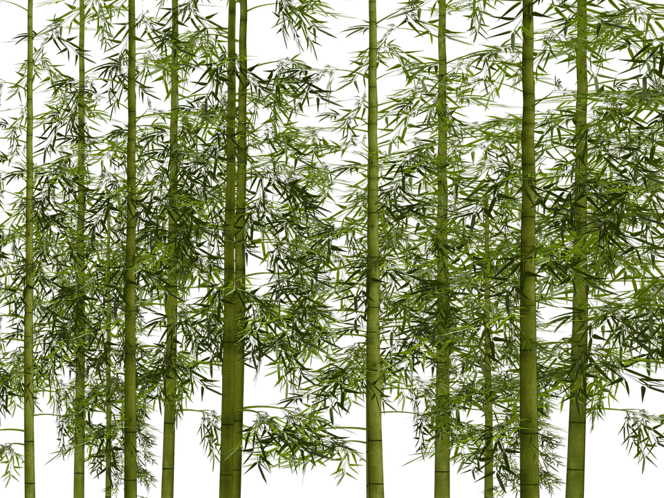 Prosperity Fortune Tree PNG
