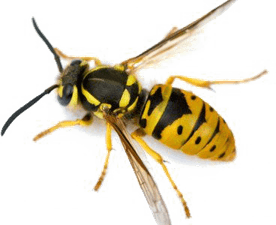 Wasp PNG