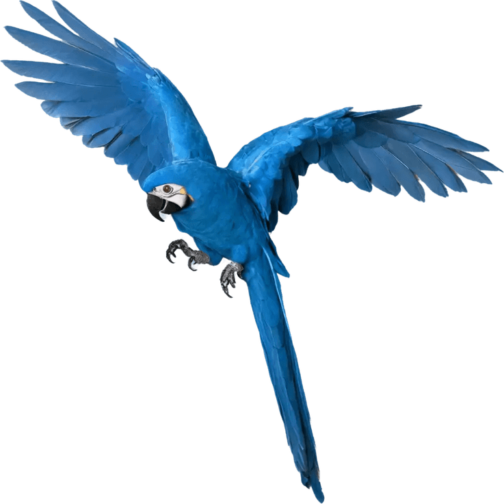 Tropical Bird PNG