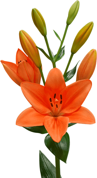 Lilium PNG