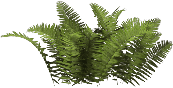 Jungle PNG